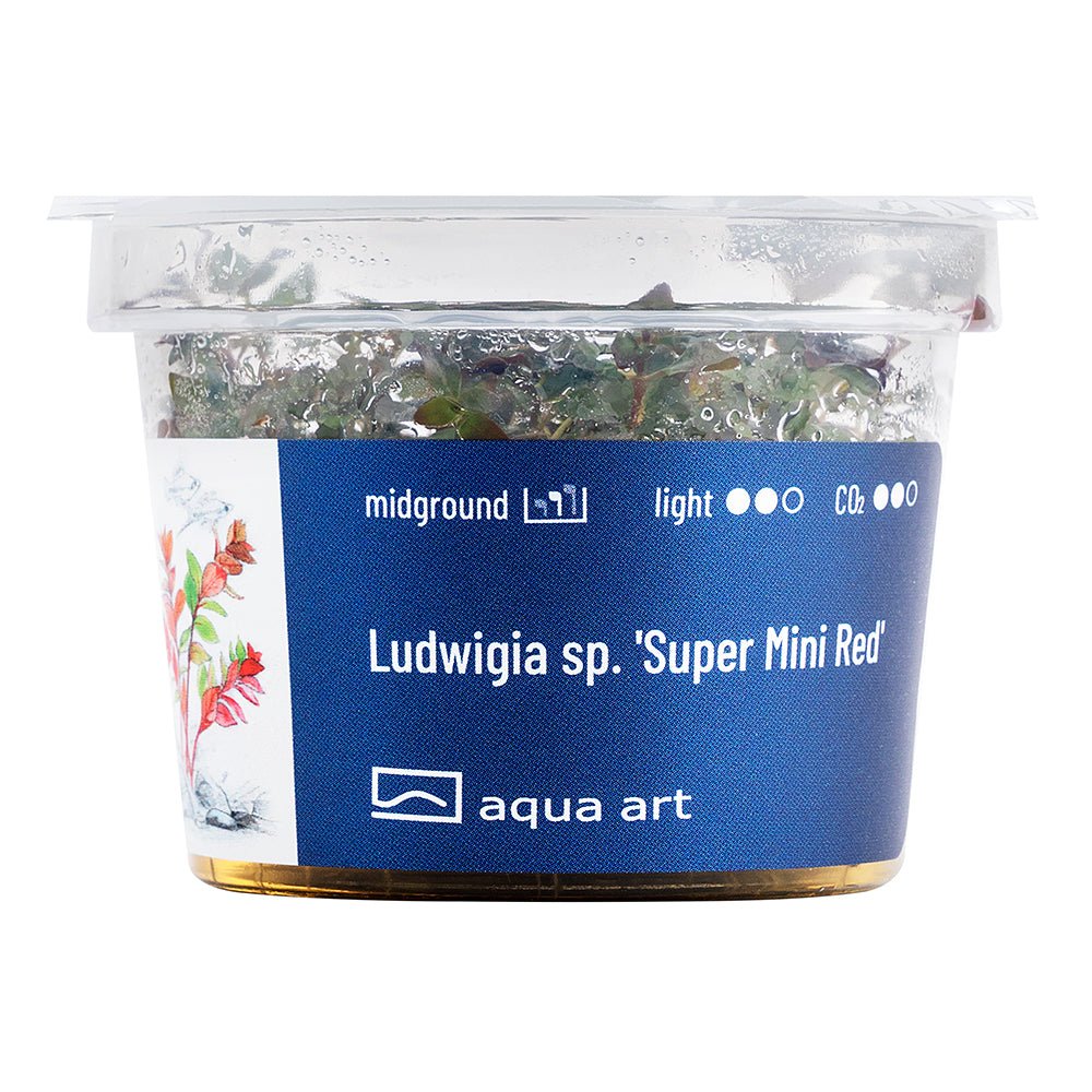 Ludwigia sp. 'Super Mini Red' - InVitro - GarnelenTv-Shop