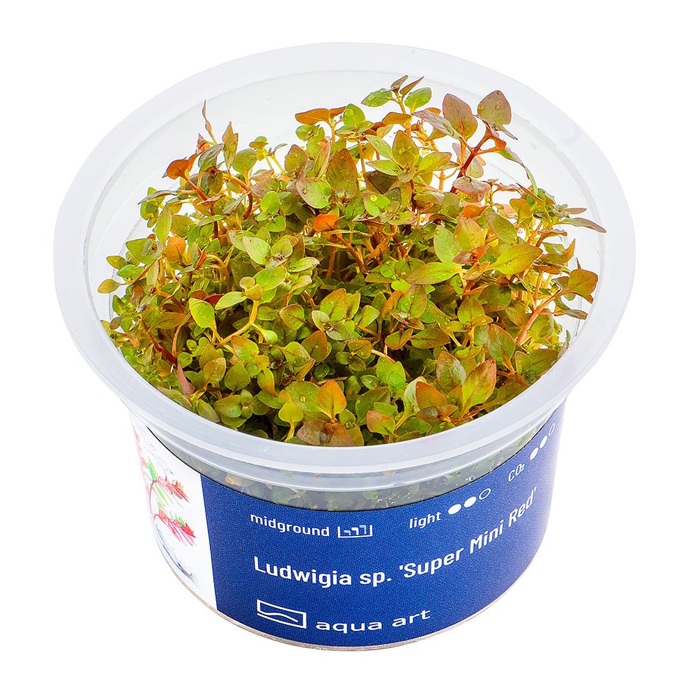 Ludwigia sp. 'Super Mini Red' - InVitro - GarnelenTv-Shop

Ludwigia sp. 'Super Mini Red' InVitro Pflanze im Aquarium.

