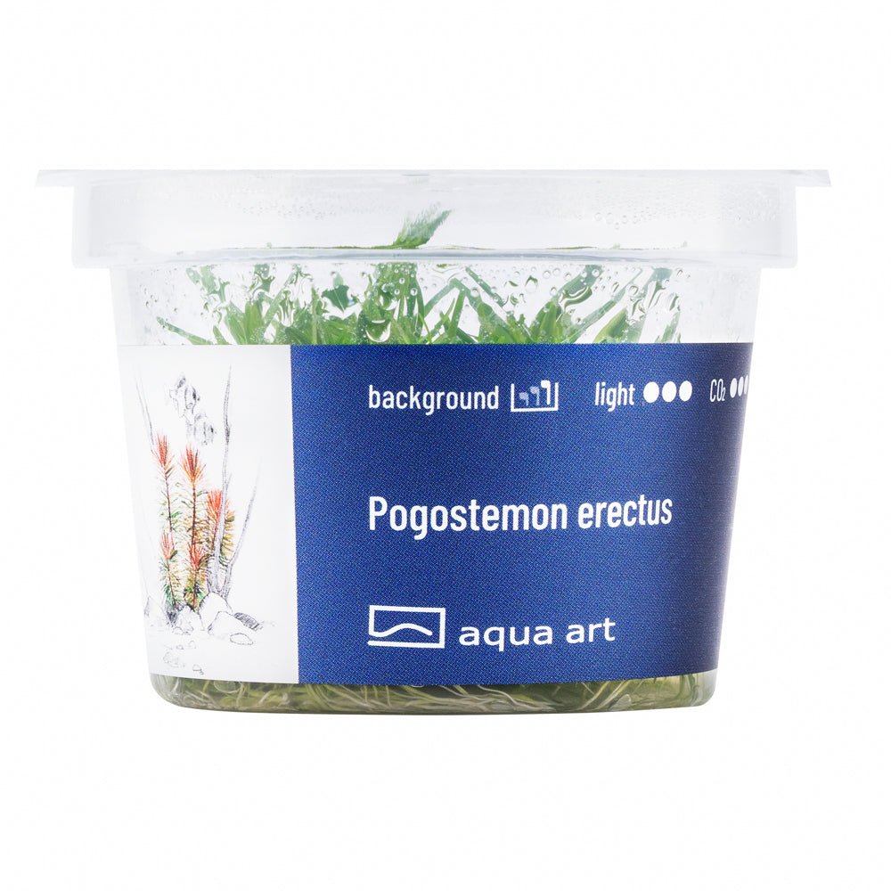 Pogostemon erectus - InVitro - GarnelenTv-Shop

Pogostemon erectus InVitro – Pflanze mit nadelförmigen Blättern für Aquarien

